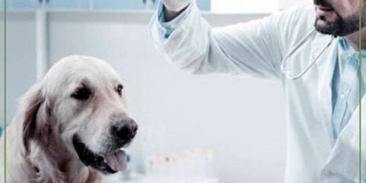 How Much Does a Dog DNA Test Cost? DDC Pets & Vets