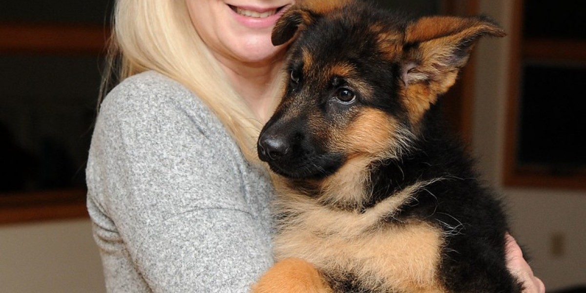 Reinrassiger Schäferhund: Alles, was Sie wissen müssen