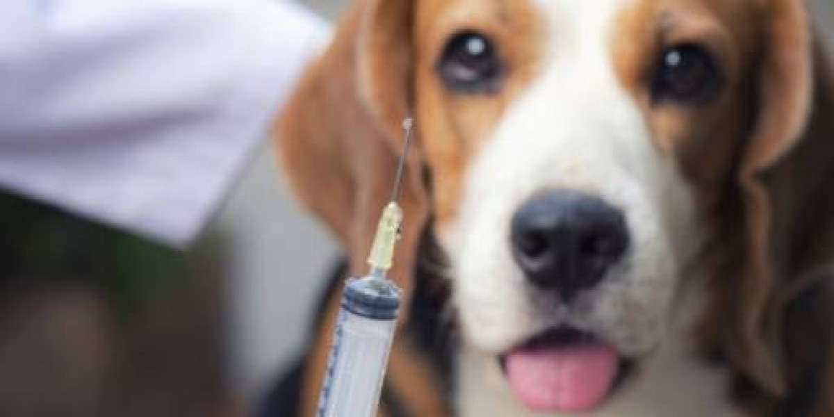 Infecções na Pele de Animais: A Importância da Cultura e do Antibiograma no Diagnóstico Eficaz