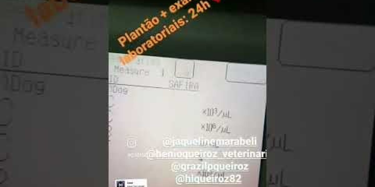 Identifique os Primeiros Sinais de Doença Renal em Seu Melhor Amigo de Quatro Patas