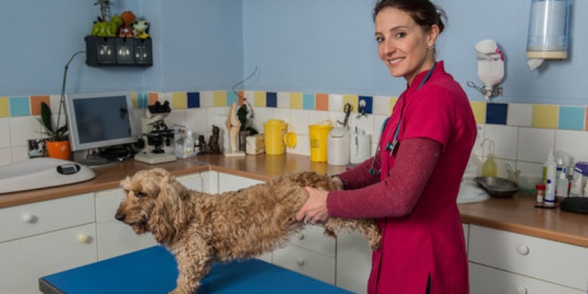 Entenda as Doenças que Elevam os Níveis de Ureia em Cães e o Que Isso Significa para a Saúde do Seu Melhor Amigo