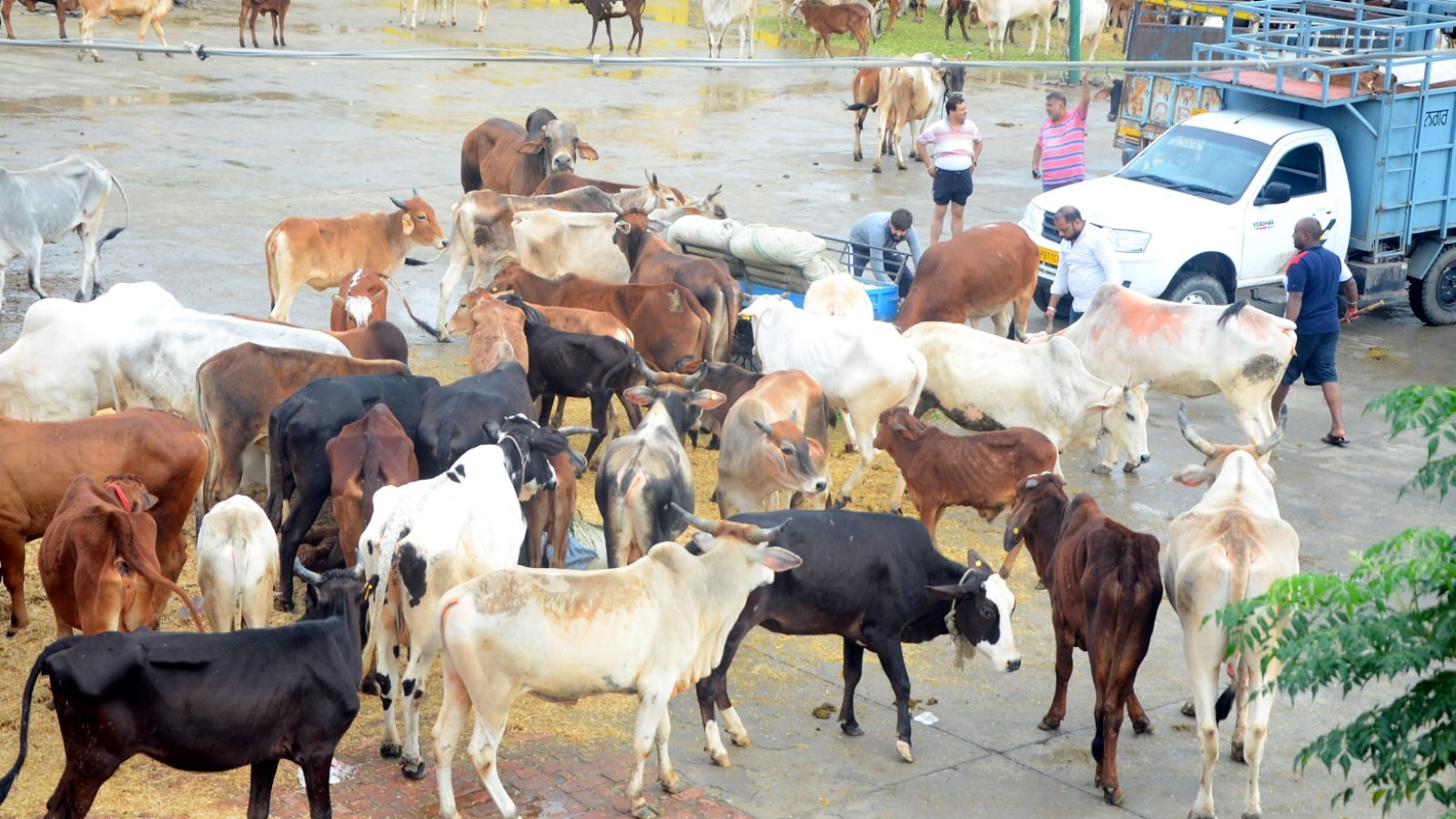 Exclusive: Decomposed samples, broken custody chain, and evidence that wasn’t – Bhopal ‘cow slaughter’ case unravels | India News - The Indian Express