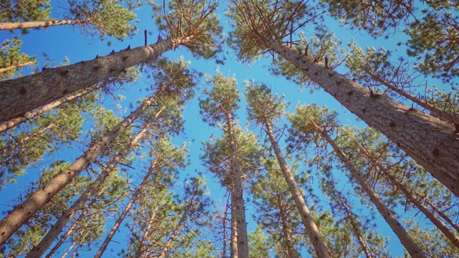 For new mine, Rajasthan PSU seeks to cut 4.48 lakh trees in Hasdeo forest, proposes compensatory afforestation on existing forest land | India News - The Indian Express